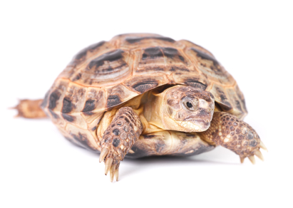 Russian Tortoise For Sale, Russian Tortoise For SaleRussian Tortoise For Sale Cheap, Russian Tortoise For Sale Near Me, Russian Tortoise For Sale Uk, Russian Tortoise For Sale Usa, Russian Tortoise For Sale Europe, Russian Tortoise For Sale Usa, Baby Russian Tortoise For Sale